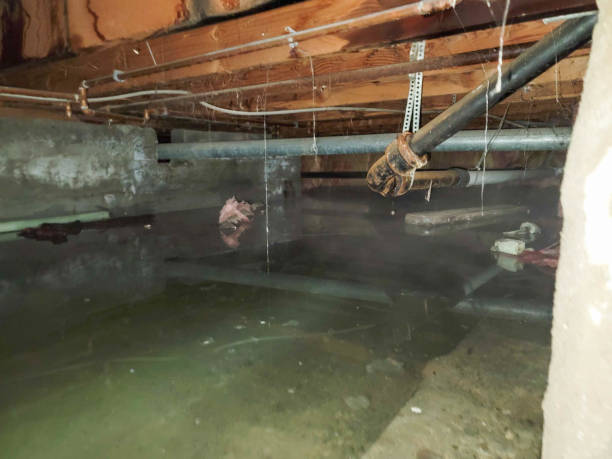 Best Local water damage restoration  in Homewood, AL